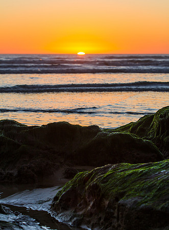 Mossy Sunset
