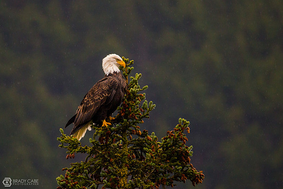 Eagle in the Rain