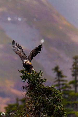 Treetop Eagle