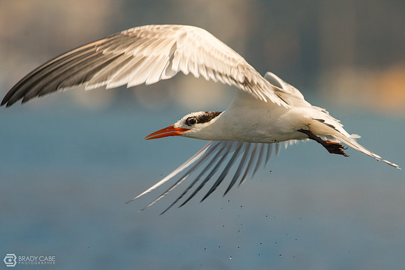 Elegant Tern