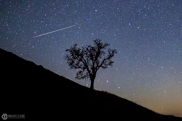 Perseid Tree Silhouette