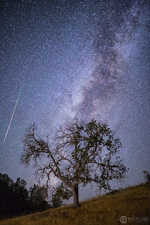 Tree Fireball