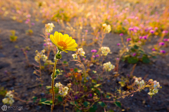 Desert Gold at Golden Hour