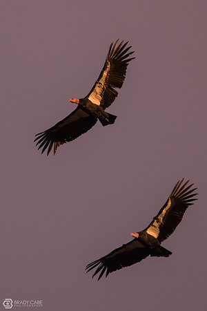 IMG_7715