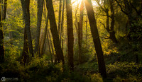Enchanted Forest