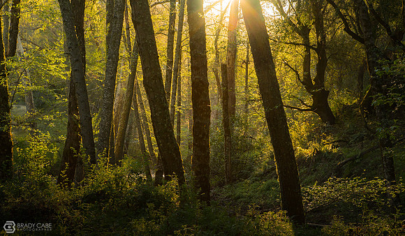 Enchanted Forest