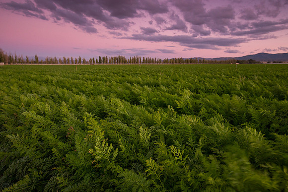 landscape29