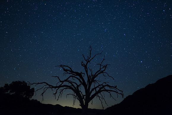 Spooky Tree