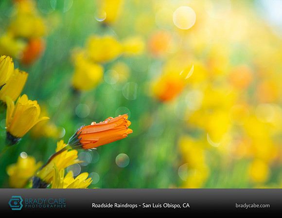 flower-rain-landscapes-2020-calendar-pages