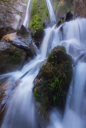Moss and Mist